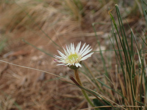 Image of Gerbera natalensis by (c) Mahomed Desai, some rights reserved (CC BY)