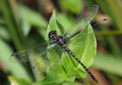 Macrothemis tenuis