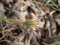 Gerbera natalensis