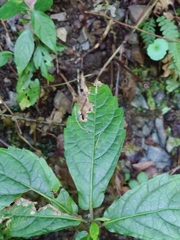 Chelonopsis moschata