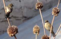 Sporophila nigricollis