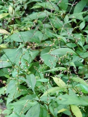 Persicaria pubescens