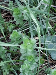 Cruciata laevipes