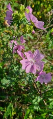 Geranium endressii