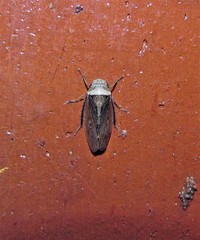 Sordana sordida