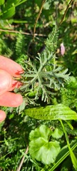 Geranium endressii