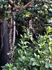 Trichonephila clavata