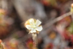 Drosera roseana