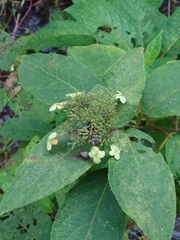 Hydrangea involucrata
