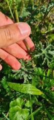Geranium endressii