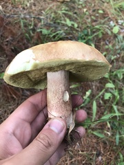 Boletus subcaerulescens