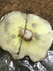 Boletus subcaerulescens