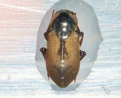 Dryopidae