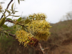 Combretum molle