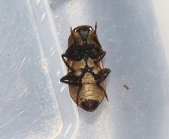 Dryopidae