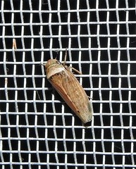Sordana sordida