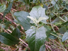 Atriplex sagittata