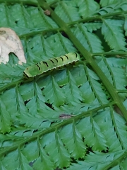 Callopistria repleta