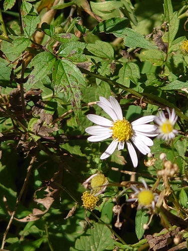 Aster iinumae, photograph 1