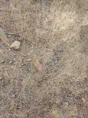 Muhlenbergia fragilis