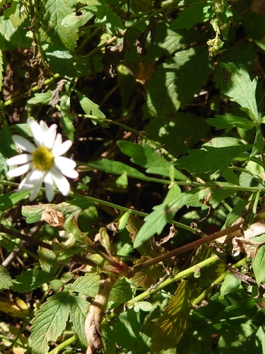 Aster iinumae, photograph 2