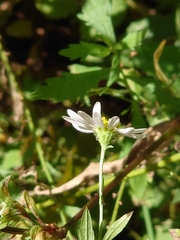 Aster pinnatifidus