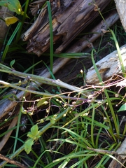 Scrophularia duplicatoserrata