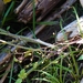 Scrophularia duplicatoserrata - Photo (c) Hitoshi WATANABE 渡辺仁,  זכויות יוצרים חלקיות (CC BY-NC), הועלה על ידי Hitoshi WATANABE 渡辺仁