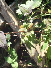 Scrophularia duplicatoserrata