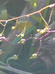Scrophularia duplicatoserrata