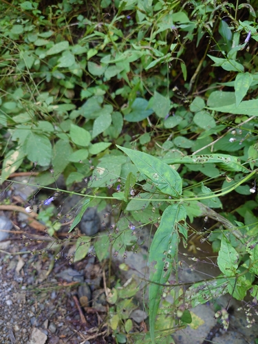 Isodon effusus, photograph 3