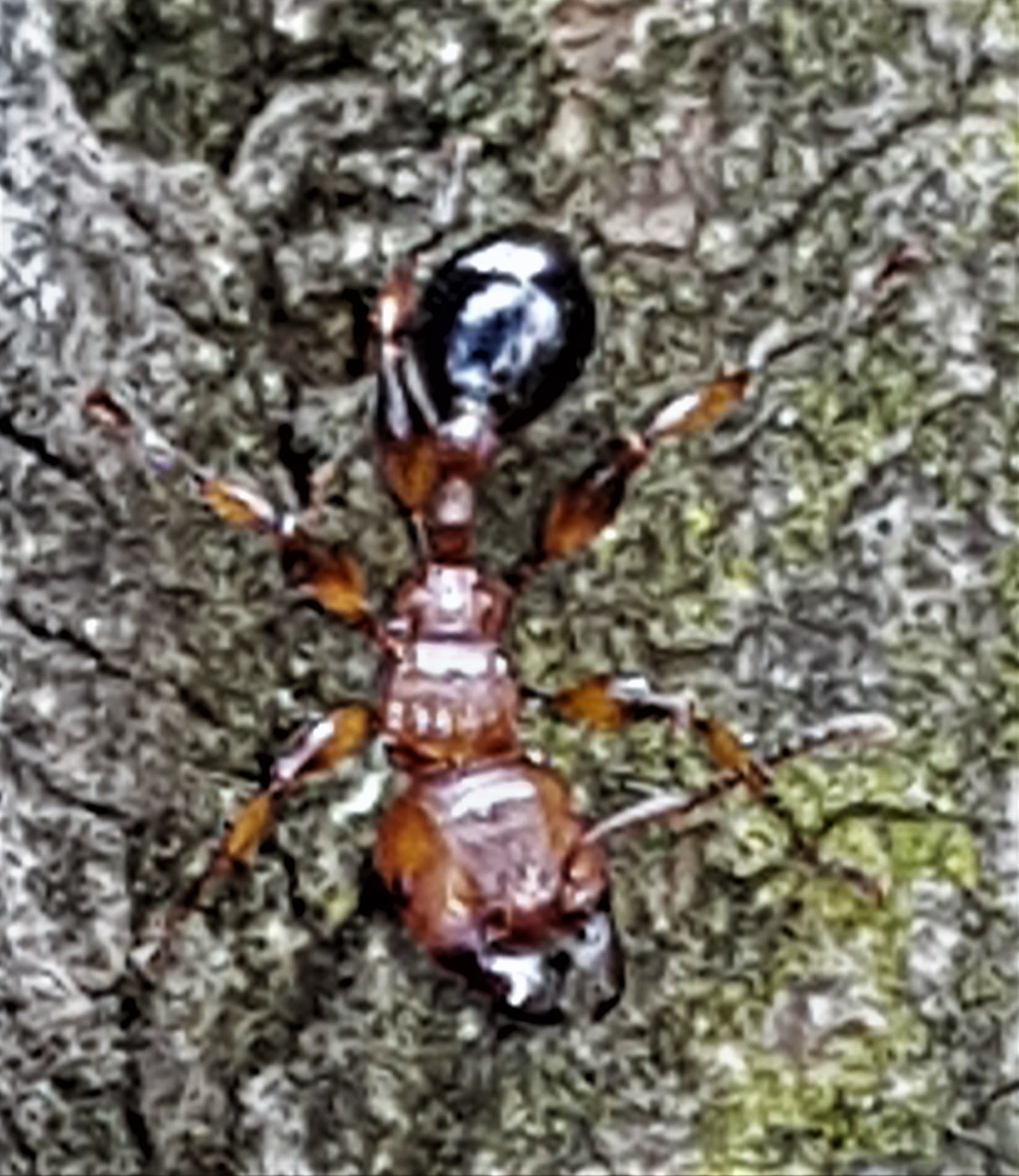 Podomyrma