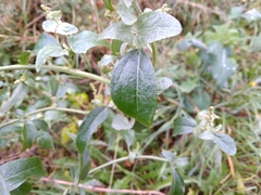 Atriplex sagittata