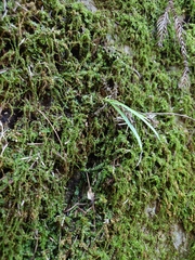 Lepisorus thunbergianus