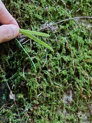 Lepisorus thunbergianus