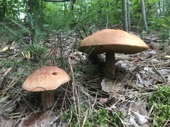 Boletus subcaerulescens