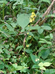 Agrimonia pilosa japonica