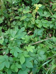 Agrimonia pilosa japonica