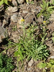 Pseudognaphalium affine