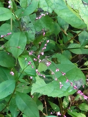 Persicaria posumbu