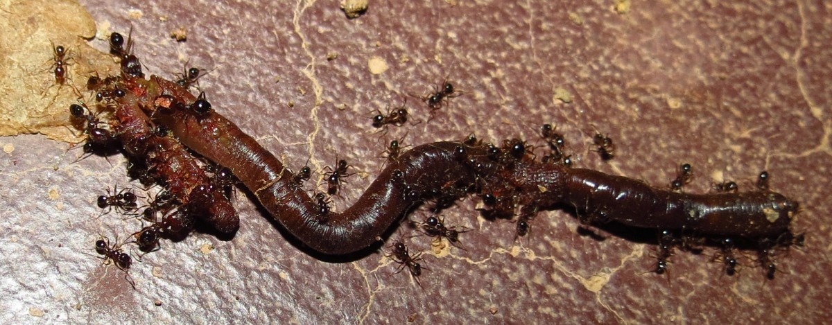 Pheidole tenuinodis