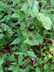 Persicaria posumbu