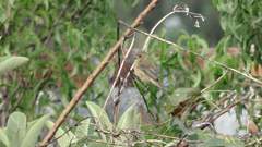 Sporophila nigricollis