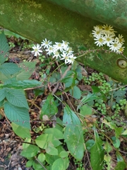 Aster ageratoides ageratoides