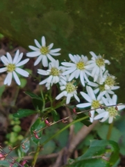 Aster ageratoides ageratoides