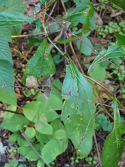 Aster ageratoides ageratoides