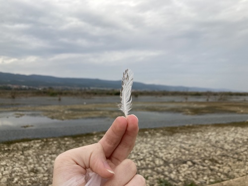 Plume de Chevalier sylvain