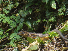 Tupinambis cryptus