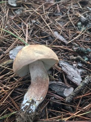 Boletus subcaerulescens