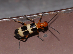 Pyrota palpalis